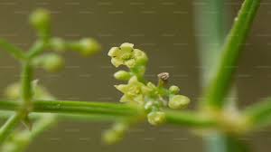 Image result for Rubia cordifolia