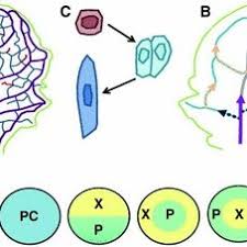 In many monocot roots, parenchyma cells that form the central core of the vascular cylinder. Pdf The Plant Vascular System Evolution Development And Functionsf