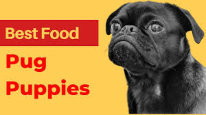 The custom kibble is specially designed for your pug's short, square muzzle, making it easy for them to pick up and chew. Best Dog Food For Pug Puppies Best Food For Pugs Youtube
