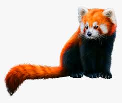 When you have a child's attention, you have their heart. Red Panda Red Panda Color Hd Png Download Kindpng