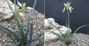 Image result for Aloe myriacantha