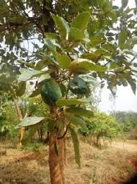 Image result for Terminalia phanerophlebia