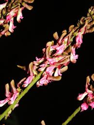 Image result for Indigofera melanadenia