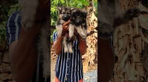 Discount99.us has been visited by 1m+ users in the past month German Shepherd Puppies For Sale Palakkad Vadakkencherry Youtube