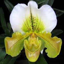 Image result for Paphiopedilum