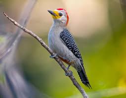 Image result for Pycreus melas