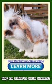 Thompson mentioned in his biography i was churchill's bodyguard, that run, rabbit, run was supposedly winston churchill's favorite song. 120 Rabbit Cage Enclosure Ideas In 2021 Rabbit Cage Rabbit Bunny