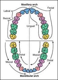 Proximal Surface Of A Tooth Dental Terminology Dental