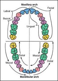 Proximal Surface Of A Tooth Dental Terminology Dental