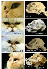 Uniknya dari kucing ini mereka memiliki persamaan bentuk wajah dengan kucing persia, namun yang membedakan dari mereka adalah di bentuk bulunya yang tipis pada kucing exotic atau garfield. Punya Kucing Hidung Pesek 5 Hal Ini Penting Banget Kamu Ketahui Tanya Dokter Hewan