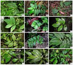 Image result for Elatostema monticola