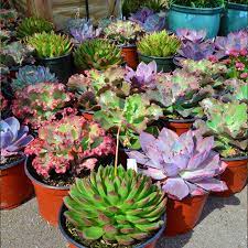 Kara cactus & succulent nursery succulent plants at a reasonable and fair price. Succulent Care Guide Tree Care Moon Valley Nurseries