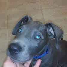 Our passion extends all the way to our personal delivery of your new baby to your home. Great Dane Puppies Resesive Blue Only Indianapolis Home Facebook