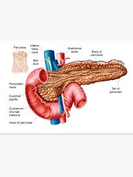 Anatomy Pancreas Anatomy Drawing Diagram