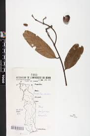 Image result for Ancylobothrys scandens