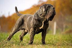 He and his mother live with a family, but napoleon loves to dream about meeting the wild dogs that live far away, and eventually becoming one himself. Neapolitan Mastiff Dog Breed Information