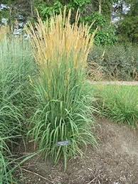 Image result for Sorghastrum