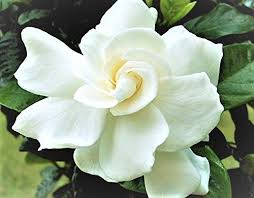 Gardenia Pests Diseases Leaves Turning Brown More Gardenia Plant Gardenia Essential Oil Flowers