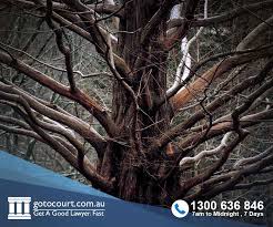 Dates are a fruit from a palm tree, but only a special kind of palm tree, a date palm. Tree Problems With Neighbours In Qld