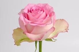 Sweet Unique Pink Roses 100 Stems Bulk Flowers J R Roses Wholesale Wholesale Flowers Wedding Unique Roses Pink Roses