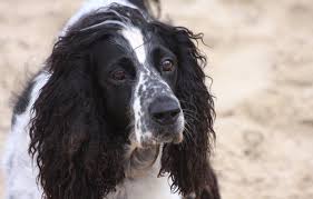 See labrador stock video clips. Cute Dog Pet Free Stock Photos In Jpeg Jpg 1936x1238 Format For Free Download 332 01kb