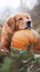 Golden Retriever Pet Dog Pumpkin 4k Ultra Hd Mobile Wallpaper Golden Retriever Wallpaper Dog Pumpkin Dogs Golden Retriever