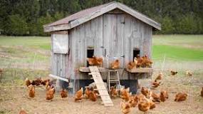 Cuándo y cómo empezar un gallinero?