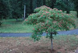 Image result for Albizia petersiana