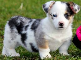 Corgi australian shepherd mix puppies for sale every year, more people start looking for corgi australian shepherd mix puppies for sale. Corgi Australian Shepherd Mix Australian Shepherd Mix