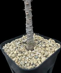 Image result for Monadenium torrei