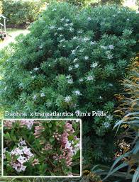 Check spelling or type a new query. Daphne Fragrance For The Soul Singing Tree Gardens Nursery