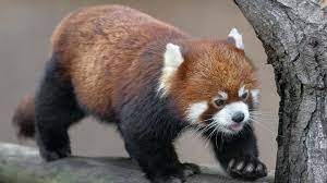 Red Panda San Diego Zoo Animals Plants Top 10 Cutest Animals Red Panda Animals