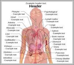 The female muscular system anatomical chart. Female Organs Graph Diagram