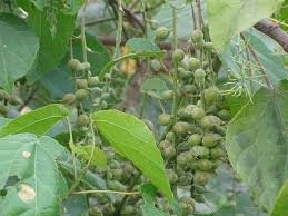Image result for Alchornea cordifolia