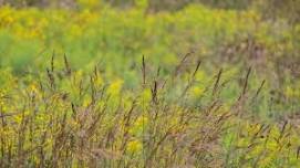 Grass Identification Workshop