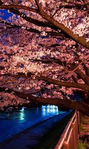 Oct 26, 2019 · sakura tree live wallpaper. Sakura Tree Wallpaper For Android Apk Download