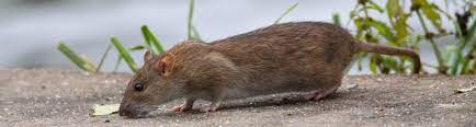 Mit allem, was sie über tote ratte im garten machen es einfach, gelernt haben, sollten sie sich sicher fühlen, wie sie ihr zuhause in ein haus verwandeln können, das sich vom rest unterscheidet. Ratten Im Garten Kammerjager Ratgeber