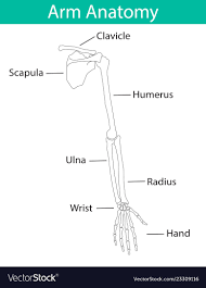It can be divided into the upper arm, which extends from the shoulder to the elbow, the forearm which extends from the elbow to the hand, and the hand.anatomically the shoulder girdle with bones and corresponding muscles. Anatomy Of The Human Arm Anatomy Drawing Diagram