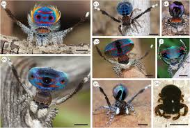 Just click on download button and follow steps to download and watch movies online for free. Structurally Assisted Super Black In Colourful Peacock Spiders Proceedings Of The Royal Society B Biological Sciences