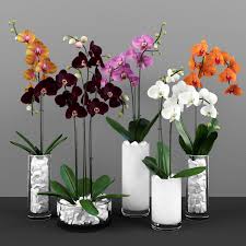 3d Phalaenopsis Orchids Model 251 Free Download Orchid Flower Arrangements Plant Decor Phalaenopsis Orchid