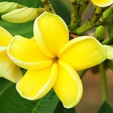 Frangipani Darwin Yellow Garden Express Frangipani Garden Express Plants