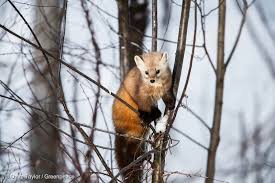 American Pine Marten In Canadian Boreal Forest Greenpeace Usa
