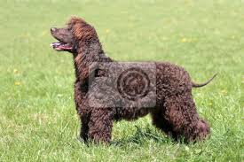 Image result for americký vodní španěl