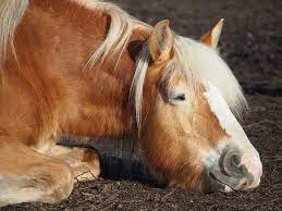 pferderasse haflinger was du uber den haflinger wissen musst pony pferde rassen pferderassen haflinger pferde