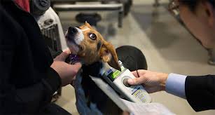 We did not find results for: Microchips City Of Turlock Animal Services
