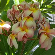 Maybe you would like to learn more about one of these? Photos At C Stars Nursery Garden Center