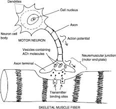 Action Potential Nerve Impulse The Neuromuscular Nerve Muscle Connection The Neuromuscular Junction Radiology Schools Anatomy Class Physiology