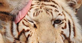 17 Jio Phone Wallpaper Tiger Mobile Wallpaper Download Mobile Wallpaper Download Hd Phone Wallpaper Live How To In Wallpaper Phone Wallpaper Tiger Wallpaper