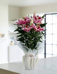 Buy now for free delivery, store collections and returns. Gift Wrapped Oriental Lily M S