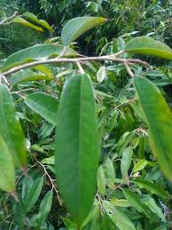 Maybe you would like to learn more about one of these? Bibit Durian Ochee Duri Hitam Photos Facebook